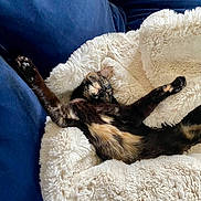 Plume a rejoint le concours — aidez-le/la à gagner de superbes lots ! animal, blanket, cat, comfort, couch, cozy, cute, feline, fluffy, fur, home, indoor, nap, paw, pet, relaxed, resting, sleeping, stretching, tortoiseshell