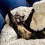 Plume participe au concours pour gagner de l'argent avec cette photo : animal, blanket, cat, comfort, couch, cozy, cute, domestic, fluffy, fur, furniture, indoor, nap, pet, relaxation, resting, sleeping, soft, stretching, tortoiseshell