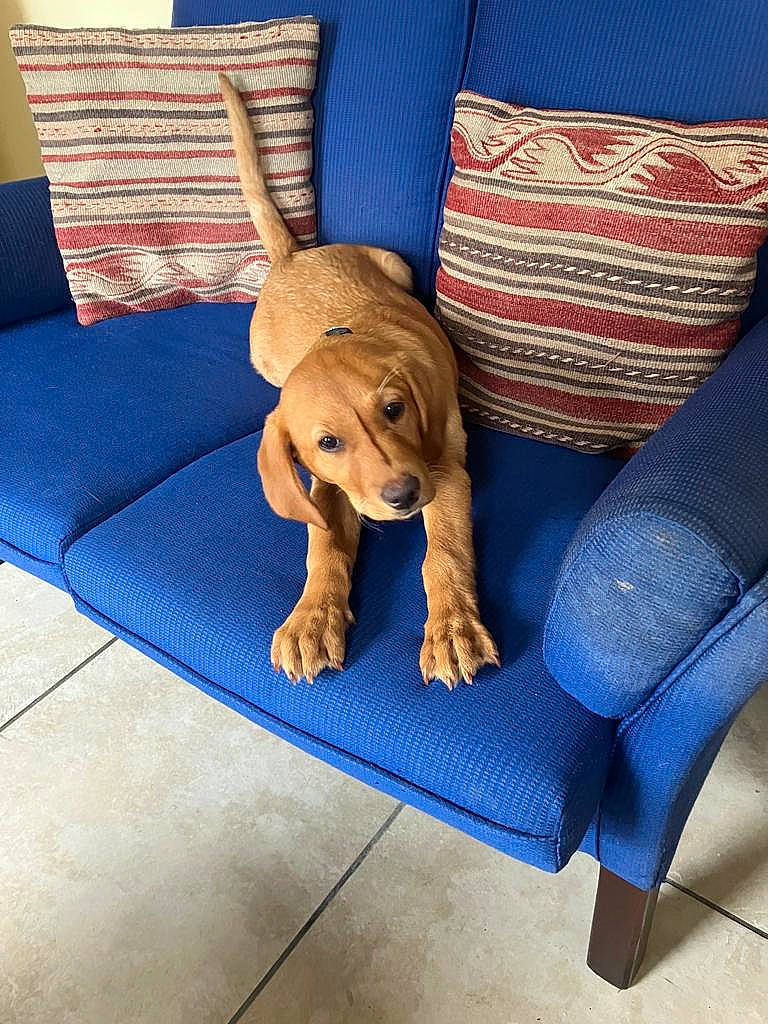 Ruby is registered to the contest to win money with this photo: armrest, blue, carnivore, chair, comfort, companion_dog, couch, dog, dog_breed, fawn, flooring, furniture, interior_design, living_room, outdoor_furniture, pillow, rectangle, sofa_bed, studio_couch, wood