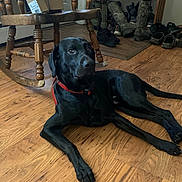 Bo is registered to the contest to win money with this photo: dog, black_dog, labrador, pet, indoor, hardwood_floor, red_collar, chair, rocking_chair, shoes, boots, shoe_rack, door, wood_floor, gaze, portrait, paws, tail, furniture, domestic_interior