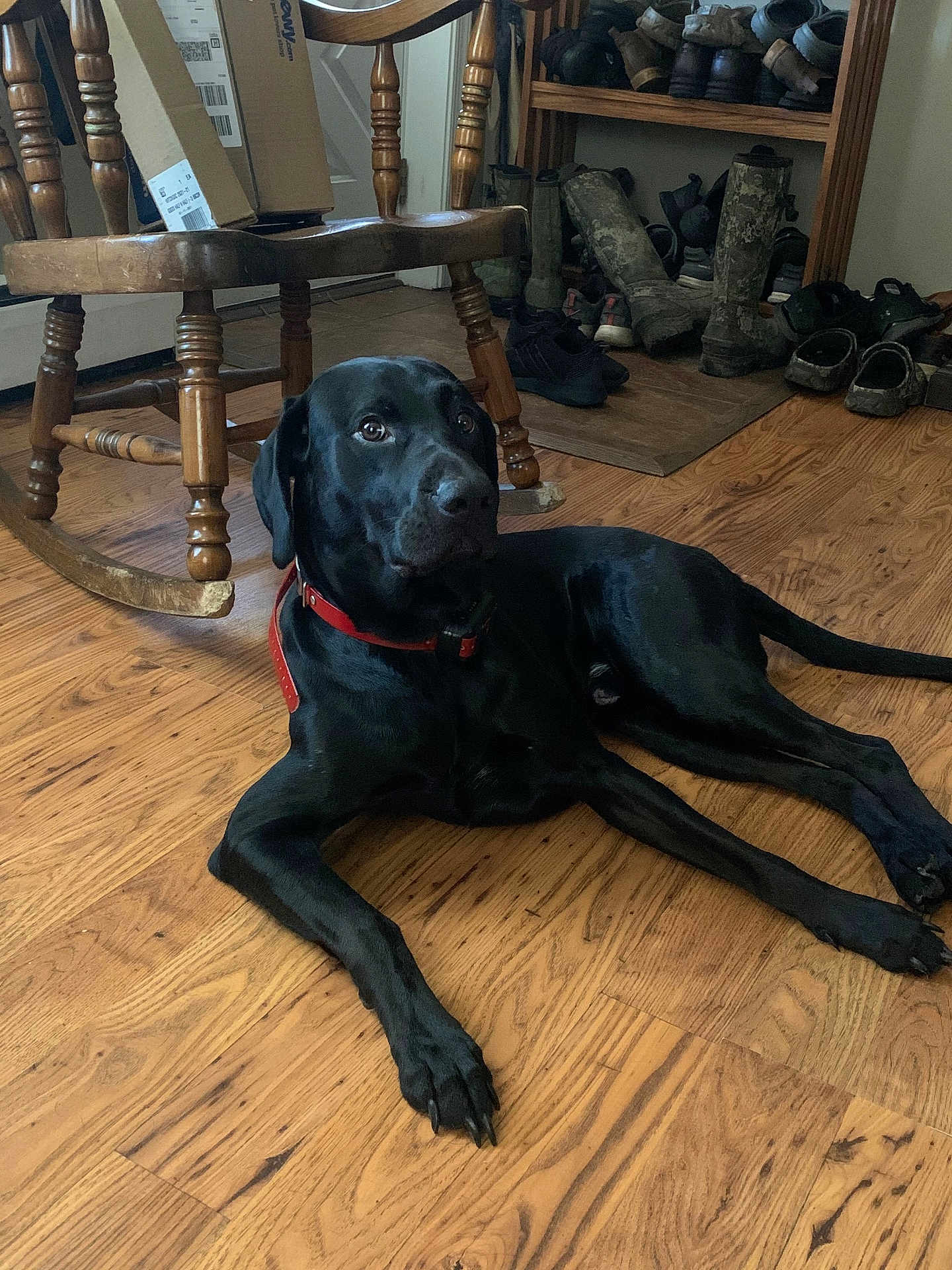 Bo is registered to the contest to win money with this photo: dog, black_dog, labrador, pet, indoor, hardwood_floor, red_collar, chair, rocking_chair, shoes, boots, shoe_rack, door, wood_floor, gaze, portrait, paws, tail, furniture, domestic_interior