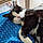 Chatchat