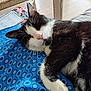 animal, black_and_white, blue_fabric, cat, close_up, cozy, cute, floor, fur, home, indoor, pattern, paw, pet, relaxed, resting, sleeping, table, whiskers, wooden