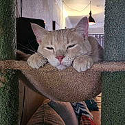 Carl is registered to the contest to win money with this photo: cat, beige_cat, cat_tree, hammock, indoor, pet, relaxed, sleepy, cozy, living_room, furniture, whiskers, paws, ears, pink_nose, home, domestic_cat, cute, animal, resting