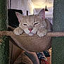 cat, beige_cat, cat_tree, hammock, indoor, pet, relaxed, sleepy, cozy, living_room, furniture, whiskers, paws, ears, pink_nose, home, domestic_cat, cute, animal, resting