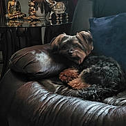 Harley joined the competition — help win amazing prizes! dog, leather_chair, indoor, figurines, buddha_statue, elephant_figurine, frog_figurine, glass_table, cushion, decor, cozy, pet, curled_up, brown, black, fur, relaxing, living_room, home, quiet