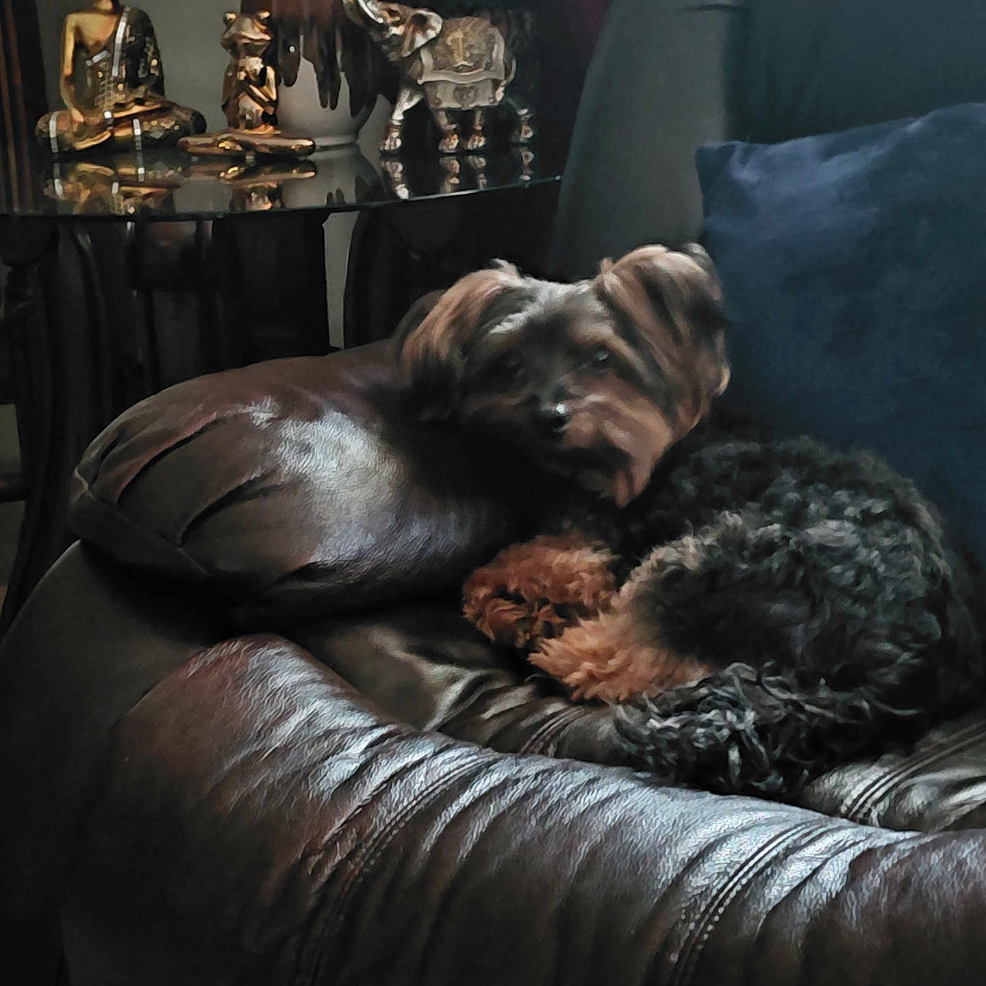 Harley joined the competition — help win amazing prizes! dog, leather_chair, indoor, figurines, buddha_statue, elephant_figurine, frog_figurine, glass_table, cushion, decor, cozy, pet, curled_up, brown, black, fur, relaxing, living_room, home, quiet