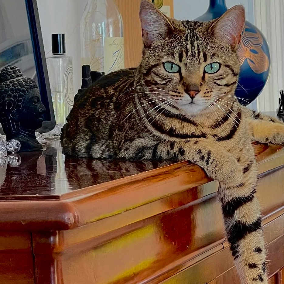 Zelda participe au concours pour gagner de l'argent avec cette photo : adult, animal, bottle, cat, cosmetics, furniture, hardwood, indoors, interiordesign, jar, male, man, perfume, person, pet, plant, planter, pottedplant, sideboard, wood
