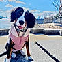 puppy, dog, pink_jacket, outdoor, waterfront, bench, sky, clouds, curious, cute, pet, fur, collar, sunlight, nature, playful, animal, granite, head_tilt, portrait