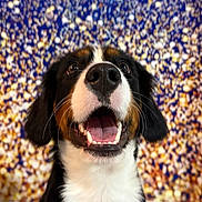 Nyx is registered to the contest to win money with this photo: dog, smiling, close_up, black_and_white, brown_spots, pet, animal, happy, canine, portrait, fur, nose, mouth_open, teeth, whiskers, ears, background, colorful, blurry, indoor