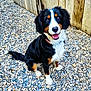 dog, bernese_mountain_dog, puppy, outdoor, pebbles, fence, smiling, happy, pet, canine, fur, black_fur, white_fur, brown_fur, collar, sitting, looking_up, tail, ears, nose