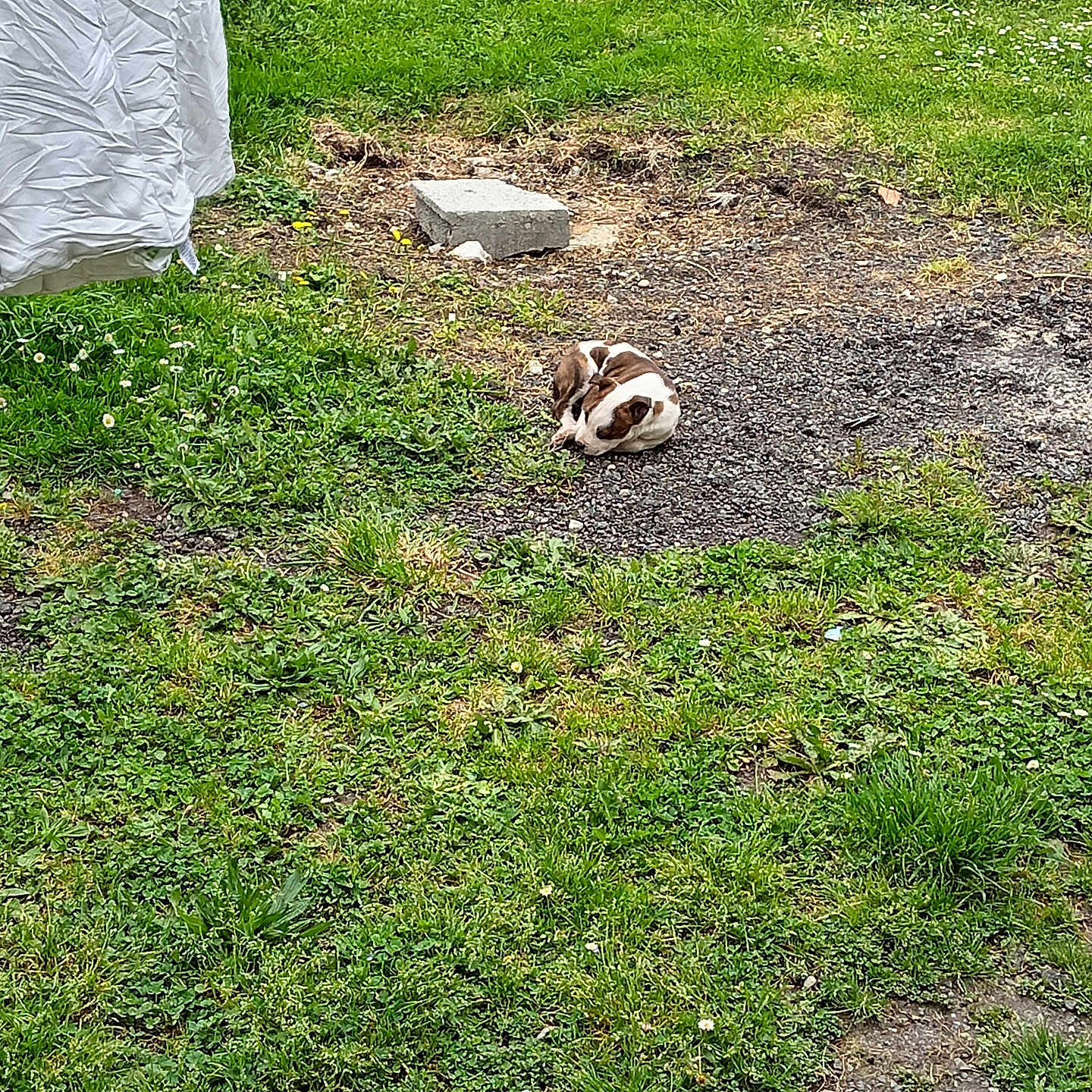 Tayc participe au concours pour gagner de l'argent avec cette photo : animal, backyard, brown_and_white, concrete_block, curled_up, daytime, dog, flower, fur, grass, greenery, ground, hanging_cloth, nature, outdoor, pet, relaxing, resting, small_dog, sunlight