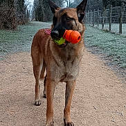 Tsuki participe au concours pour gagner de l'argent avec cette photo : animal, ball, black, brown, canine, dog, ears, fence, frost, grass, mouth, nature, outdoor, path, pet, play, standing, toy, trees, winter