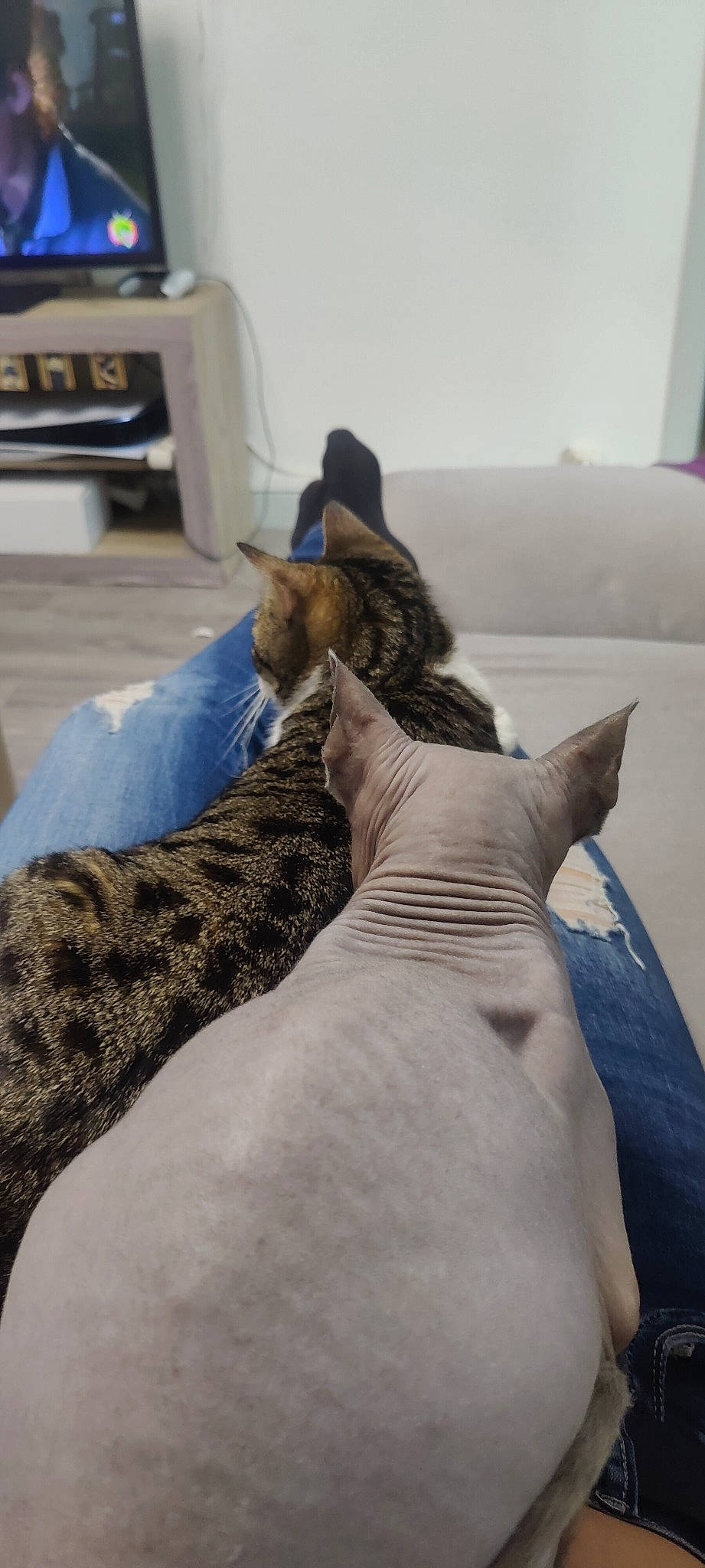 Newton a rejoint le concours — aidez-le/la à gagner de superbes lots ! bedding, carnivore, cat, cat_supply, comfort, domestic_short_haired_cat, felidae, fur, grey, linens, room, small_to_medium_sized_cats, snout, tail, terrestrial_animal, whiskers, window