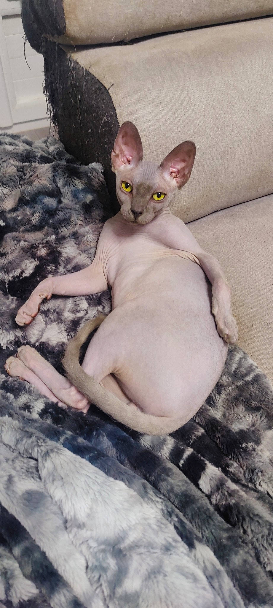 Newton participe au concours pour gagner de l'argent avec cette photo : carnivore, cat, comfort, donskoy, ear, fawn, felidae, fur, paw, rex_cat, sitting, small_to_medium_sized_cats, snout, sphynx, tail, terrestrial_animal, toy, whiskers