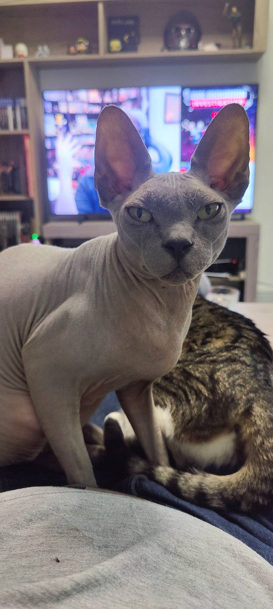 Newton participe au concours pour gagner de l'argent avec cette photo : bookcase, carnivore, comfort, dog, dog_breed, ear, fawn, felidae, fur, grey, non_sporting_group, sculpture, shelf, small_to_medium_sized_cats, snout, tail, television, terrestrial_animal, whiskers