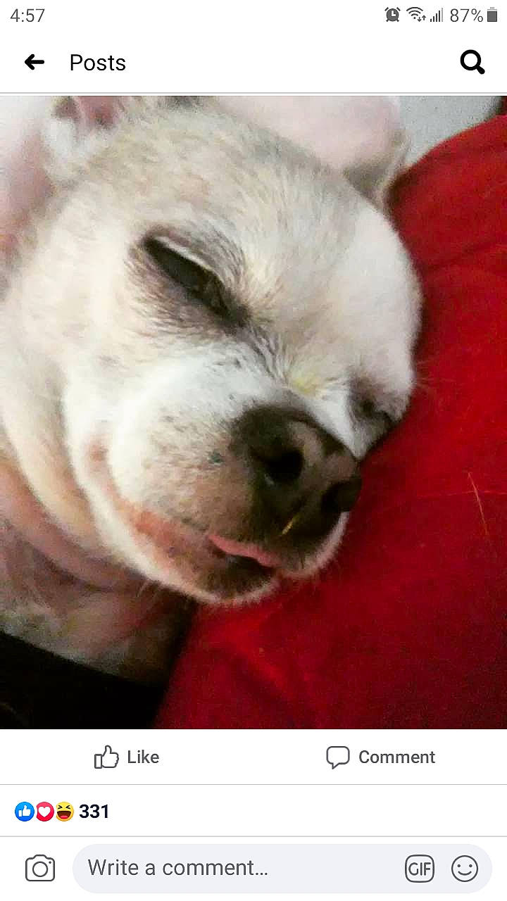 Bambino joined the competition — help win amazing prizes! canidae, carnivore, dog, dog_breed, mouth, non_sporting_group, nose, photo_caption, photography, puppy, snout