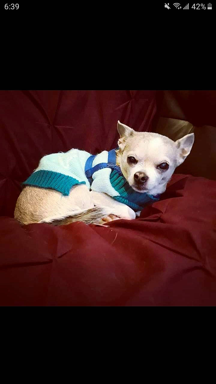 Bambino joined the competition — help win amazing prizes! canidae, carnivore, chihuahua, companion_dog, dog, dog_breed, dog_clothes, ear, fawn, french_bulldog, head, mammal, non_sporting_group, puppy, puppy_love, snout, toy_dog, vertebrate