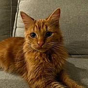 Fin is registered to the contest to win money with this photo: animal, cat, closeup, couch, cute, domestic_animal, ears, face, feline, fluffy, fur, ginger_cat, home, indoor, pet, portrait, relaxed, sitting, tabby, whiskers