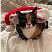Tinker Bell is registered to the contest to win money with this photo: cat, calico_cat, santa_hat, holiday, bed, white_bedspread, pet, animal, feline, cute, cozy, indoor, resting, fur, whiskers, ears, face, wide_eyes, christmas, festive