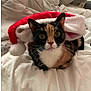 cat, calico_cat, santa_hat, holiday, bed, white_bedspread, pet, animal, feline, cute, cozy, indoor, resting, fur, whiskers, ears, face, wide_eyes, christmas, festive