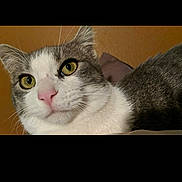 Millow is registered to the contest to win money with this photo: aegean_cat, american_wirehair, asian, burmilla, carnivore, cat, domestic_short_haired_cat, european_shorthair, eye, felidae, kitten, mammal, photo_caption, small_to_medium_sized_cats, snout, tabby_cat, whiskers