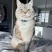 Rébellìone participe au concours pour gagner de l'argent avec cette photo : cat, pet, indoor, bed, blanket, feline, collar, medallion, window, light, shadow, room, furniture, door, clothes, hanger, comfort, domestic, cute, animal