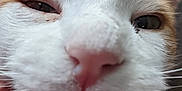 Chloe is registered to the contest to win money with this photo: cat, close_up, face, fur, whiskers, nose, orange, white, pet, animal, sleepy, relaxed, cute, feline, indoor, blurred_background, macro, soft, portrait, domestic_cat