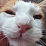 cat, close_up, face, fur, whiskers, nose, orange, white, pet, animal, sleepy, relaxed, cute, feline, indoor, blurred_background, macro, soft, portrait, domestic_cat