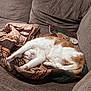 Chloe joined the competition — help win amazing prizes! cat, sleeping, stretching, quilt, couch, indoor, pet, feline, relaxed, cozy, brown, white, orange, fur, resting, home, comfort, animal, cute, domestic