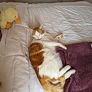 Chloe is registered to the contest to win money with this photo: cat, orange_and_white_cat, sleeping, bed, comforter, blanket, plush_toy, duck_toy, indoor, cozy, pet, resting, feline, fur, paw, tail, relaxed, domestic_animal, home, sleep