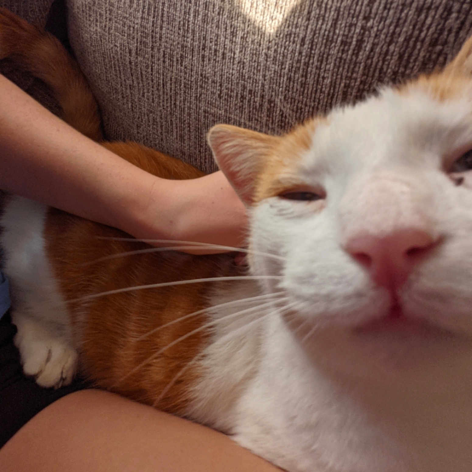 Chloe joined the competition — help win amazing prizes! animal, arm, cat, close_up, cozy, cute, domestic_cat, feline, fur, indoor, knitted_fabric, lap, nose, orange_cat, person, pet, relaxing, sleepy, whiskers, white_cat