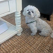 Bubby is registered to the contest to win money with this photo: dog, small_dog, white_dog, fluffy, pet, indoor, carpet, table, furniture, curious, animal, domestic, companion, cute, puppy, floor, harness, looking_up, sitting, cozy