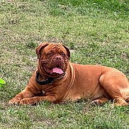 Usty a rejoint le concours — aidez-le/la à gagner de superbes lots ! animal, brown_dog, canine, collar, daytime, dog, field, grass, happy, large_dog, mammal, nature, outdoor, pet, playing, relaxed, resting, summer, tongue_out, wrinkles