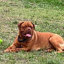 animal, brown_dog, canine, collar, daytime, dog, field, grass, happy, large_dog, mammal, nature, outdoor, pet, playing, relaxed, resting, summer, tongue_out, wrinkles