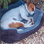 Izzy joined the competition — help win amazing prizes! dog, sleeping, bed, outdoor, greenery, gravel, resting, animal, pet, nature, brown_and_white, canine, calm, relaxation, fur, ears, paw, quiet, serene, cozy