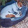dog, sleeping, bed, outdoor, greenery, gravel, resting, animal, pet, nature, brown_and_white, canine, calm, relaxation, fur, ears, paw, quiet, serene, cozy