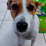 Izzy joined the competition — help win amazing prizes! animal, black_nose, centered, close_up, colorful_background, cute, dog, floppy_ears, indoor, looking_at_camera, pet, photograph, play_mat, portrait, puppy, short_hair, standing, tile_floor, white_and_brown, wide_eyes