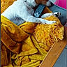 Izzy joined the competition — help win amazing prizes! dog, sleeping, blanket, pillow, remote_control, chair, wood, indoor, cozy, resting, brown, white, fur, pet, comfort, relaxation, floor, tile, domestic, animal