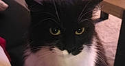 Luna joined the competition — help win amazing prizes! cat, black_and_white, pet, indoor, living_room, couch, blanket, furniture, table, cozy, fur, whiskers, eyes, domestic_animal, animal, cute, sitting, calm, home, yellow_eyes
