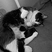 Luna is registered to the contest to win money with this photo: black_and_white, black_and_white_photography, blanket, cat, couch, cozy, curled_up, cushion, ears, feline, fur, indoor, lying_down, paws, pet, portrait, relaxed, tail, tuxedo_cat, whiskers