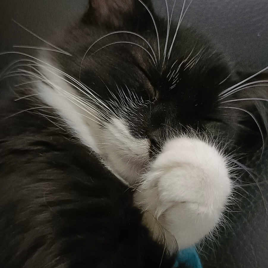 Luna joined the competition — help win amazing prizes! cat, black_and_white, sleeping, paw, whiskers, fur, close_up, cute, pet, animal, resting, cozy, indoor, adorable, feline, mammal, relaxed, soft, face, napping