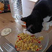 Luna is registered to the contest to win money with this photo: cat, black_and_white, plate, food, table, fork, water_bottle, chips_bag, indoor, curious, pet, meal, sniffing, glass_plate, wooden_table, domestic, close_up, kitchen, animal, feline