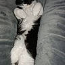 Luna joined the competition — help win amazing prizes! cat, black_and_white, lying_down, indoor, cushion, relaxed, pet, feline, cozy, fur, whiskers, paws, sleepy, resting, animal, domestic, cute, portrait, closeup, flash