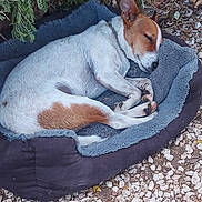 Izzi a rejoint le concours — aidez-le/la à gagner de superbes lots ! dog, sleeping, dog_bed, outdoor, gravel, greenery, plant, fur, pet, resting, ears, white_fur, brown_fur, relaxation, nature, animal, quiet, peaceful, napping, paw