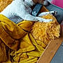 Izzi a rejoint le concours — aidez-le/la à gagner de superbes lots ! dog, sleeping, blanket, yellow, remote_control, pillow, cozy, indoors, relaxation, fur, pet, resting, canine, comfort, wooden_furniture, floor_tiles, houseplant_pot, ear, paw, domestic_animal