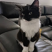 Luna a rejoint le concours — aidez-le/la à gagner de superbes lots ! cat, black_and_white, pet, feline, indoor, couch, leather, window, curious, sitting, whiskers, fur, animal, domestic, cute, young_cat, house, furniture, cozy, relaxed