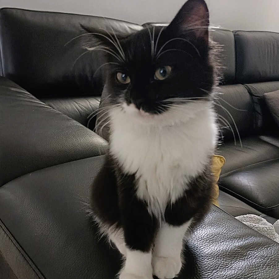 Luna a rejoint le concours — aidez-le/la à gagner de superbes lots ! cat, black_and_white, pet, feline, indoor, couch, leather, window, curious, sitting, whiskers, fur, animal, domestic, cute, young_cat, house, furniture, cozy, relaxed