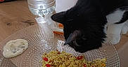Luna participe au concours pour gagner de l'argent avec cette photo : barbecue_flavor, black_and_white, cat, closeup, couscous, curious, dining, domestic_cat, food, fork, glass_plate, indoor, kitchen, lay's_chips, meal, pet, snack, tableware, water_bottle, wooden_table