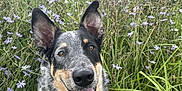 Toby joined the competition — help win amazing prizes! dog, happy, smiling, tongue_out, grass, flowers, purple_flowers, outdoor, nature, greenery, animal, pet, portrait, close_up, ears_up, speckled_coat, canine, field, sunlight, summer